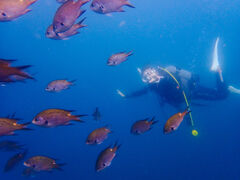 �䂤���낳��̃}�����n�E�X�@���C�A���n�ւ̓��e�ʐ^1