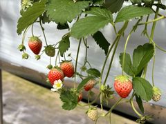 t-lowMtDBerry@ւ̓eʐ^1