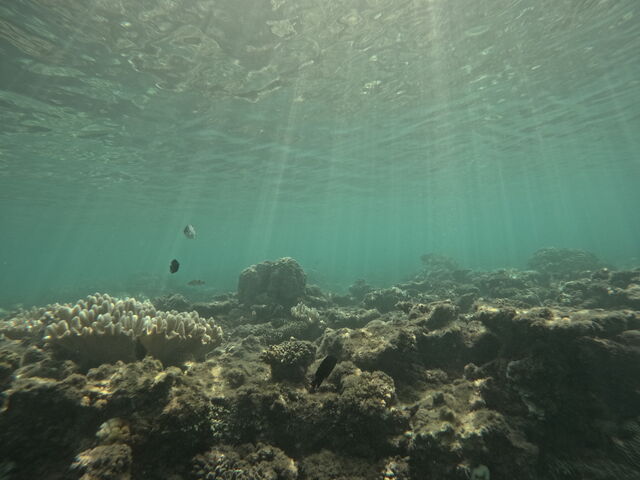 �_�C�r���O���̎ʐ^_�_�C�r���O�V���b�vTI.OCEAN