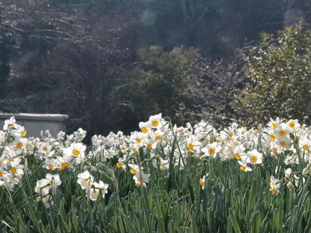 �L�������R�s�@��ԒւƐ���̗�_��ԒւƐ���̗�