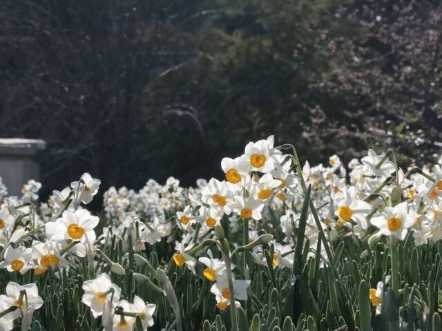 �L�������R�s�@��ԒւƐ���̗�_��ԒւƐ���̗�