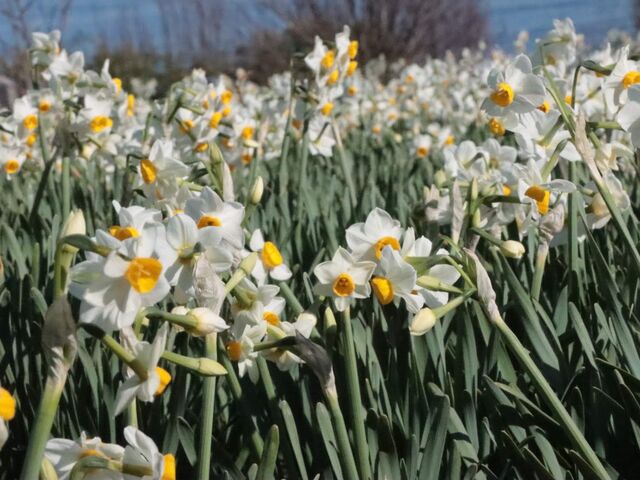 �L�������R�s�@��ԒւƐ���̗�_��ԒւƐ���̗�