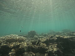 ܂̃_CrOVbvTI.OCEANւ̓eʐ^1