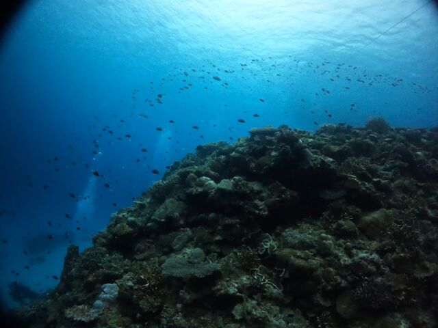 �_�C�u���A_Y'S DIVE OKINAWA