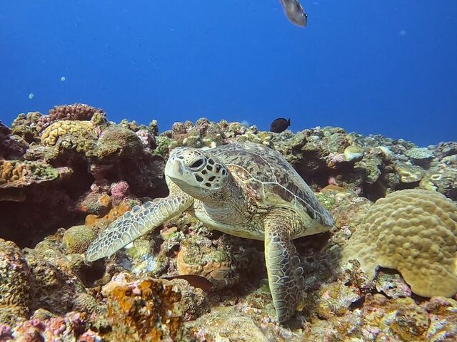 �E�~�K���ɑ���_DIVE IN CHATAN