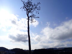 }Cann̊Ղ̈{ւ̓eʐ^1