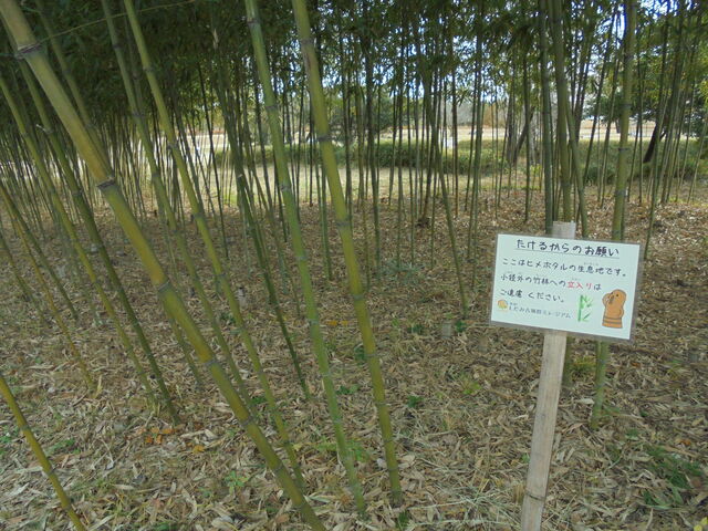 UH̓rɂ|с@q{^̐n_̊I ݌ÕQ~[WA