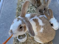 [̂ӂꂠ̌^EybgVbv IXJ['sւ̓eʐ^1