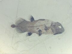 �ނ�L�`����̐_�ސ쌧�������̐��E�n�������قւ̓��e�ʐ^1