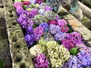 SuperJulior����̏錴�_�Ђ̓��e�ʐ^3