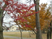 񂳂̑̊I ݌ÕQ~[WA̓eʐ^17