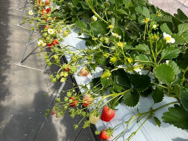 �����y����Ȃ��̂ŁA�C������Ȃ��I_�����݂̗��������̉�