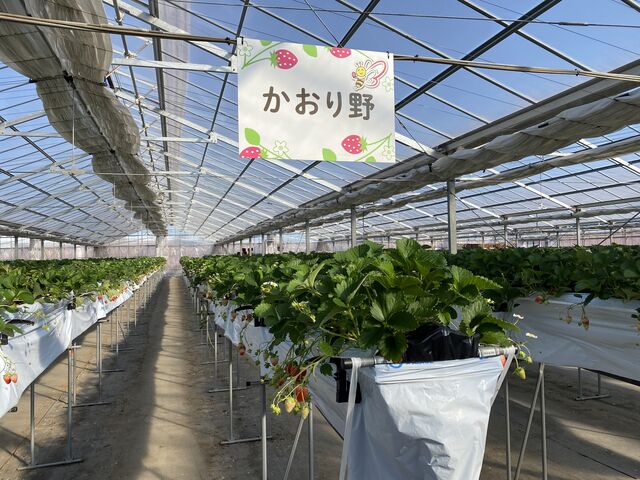 �L���[_�ό��_�� Bee my Berry