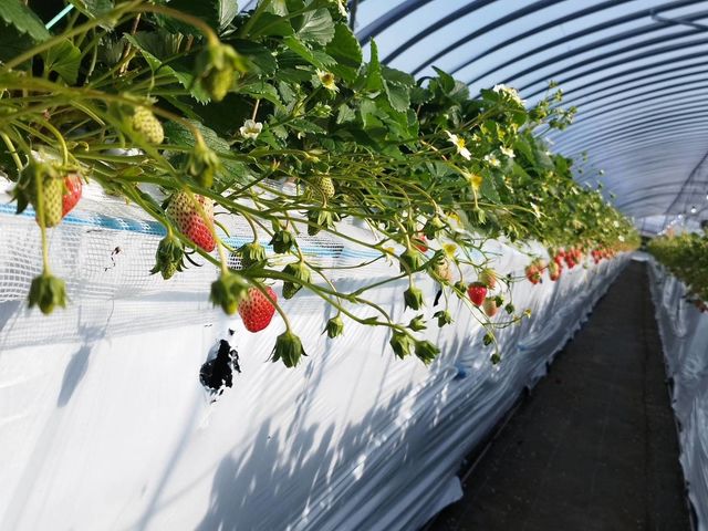 まだまだ、たくさん食べられそうですよ。_itoBEEファーム