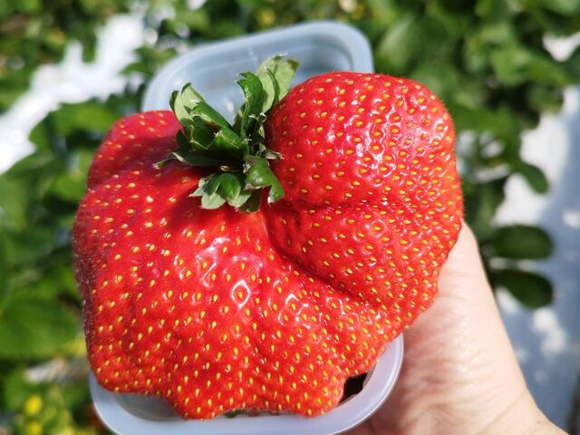 一粒が手のひらサイズほどあるあまおうもありました_itoBEEファーム