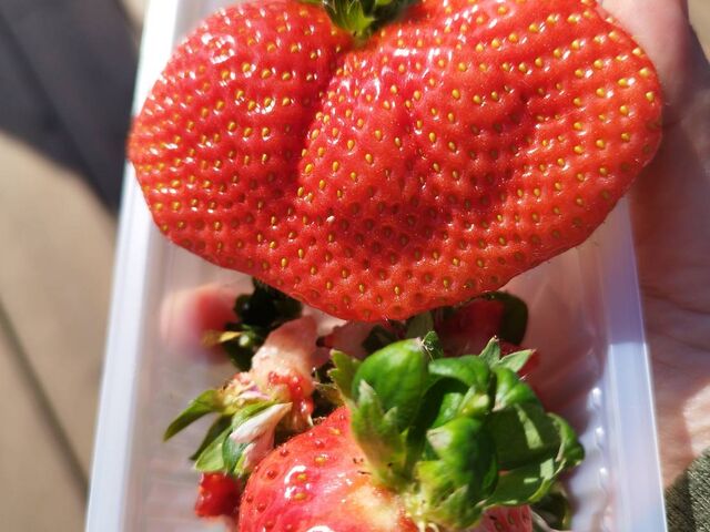 こんなにいびつだと、売り物にならないんだろうけど、食べ放題なら、全然食べられます。_itoBEEファーム