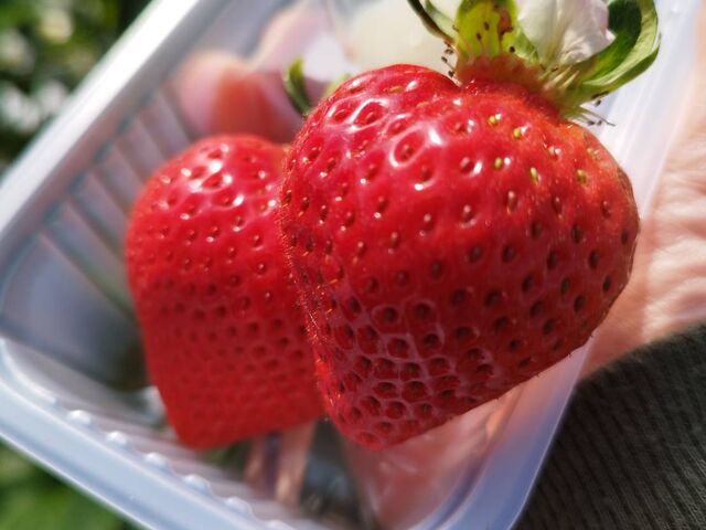 つやつやのあまおう_itoBEEファーム