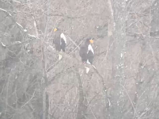 Ԃ̃VI]̃YʂăX}zBe
z傫ȃTCYAmK{I_Iz[cNR