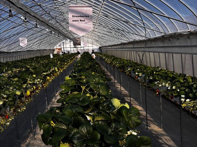 ���ɒ���䕂̃n�E�X_������ �Ղ��� -ichigo plant-