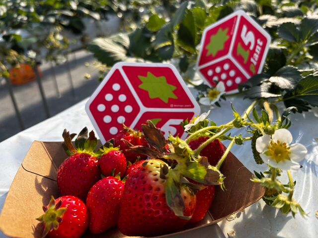 �������̎�ނɂ���ėt���ς��Ⴄ�̂𔭌���_������ �Ղ��� -ichigo plant-