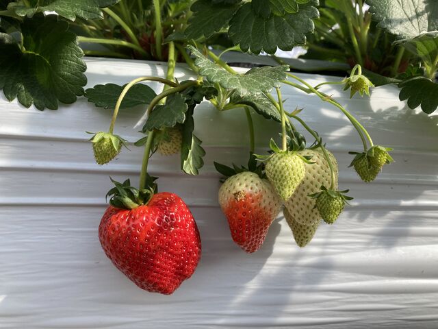 ���C�����N�C�[��_�����݂̗��������̉�