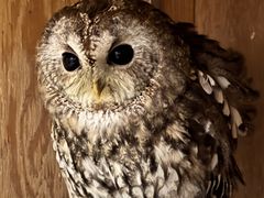 ܂̃ANAtHXg@-̐X-ւ̓eʐ^1