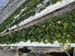 �X�g���x���[����̂����܂_���ւ̓��e�ʐ^1