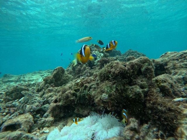 �����������̕��܂œ����ʂ��Ă܂�_CHILL DIVE