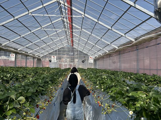 ���߂Ă̂��������A����؂��Ă��܂��B�����ŁA���傤�ǂ������炢�A�����ł���B_Aikawa Strawberry House