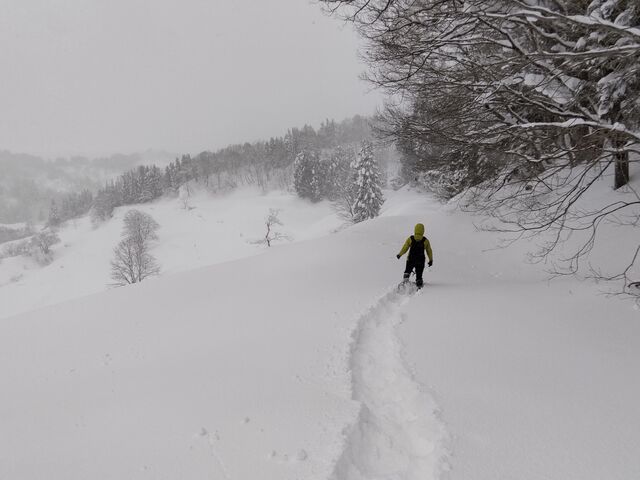 KCh񂪓Ă܂BႪ~n߂܂c_HOME HOME NIIGATA