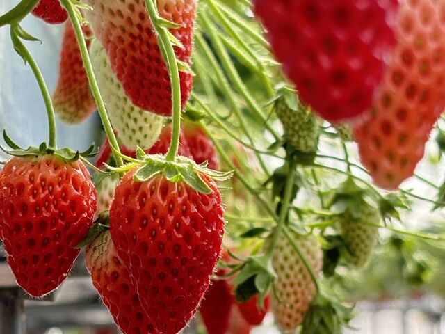 ������_�����݂̗��������̉�