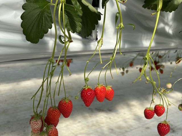 ������_�t�@�[������� �É͓X