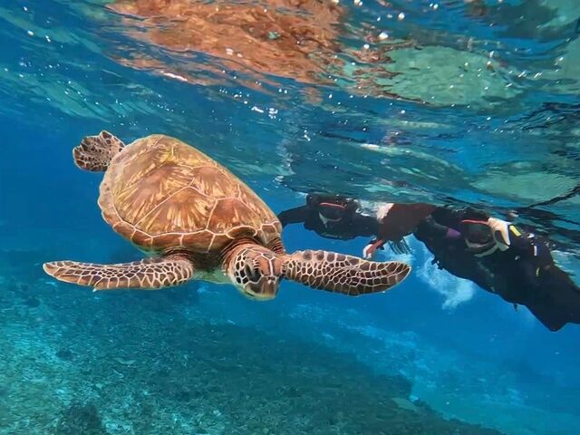 �V���m�[�P�����O�̗l�q_�C�P�����p���_�C�X �{�Ó�