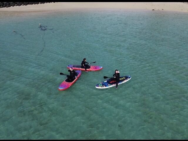 sup�̗l�q_�C�P�����p���_�C�X �{�Ó�