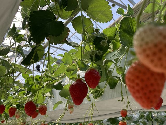 ������_�t�@�[������� �É͓X