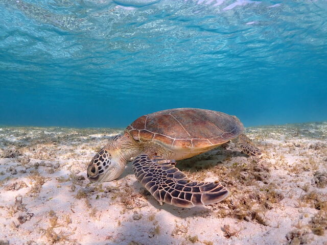 �E�~�K�����������ł��B_�{��blue�܂ق��