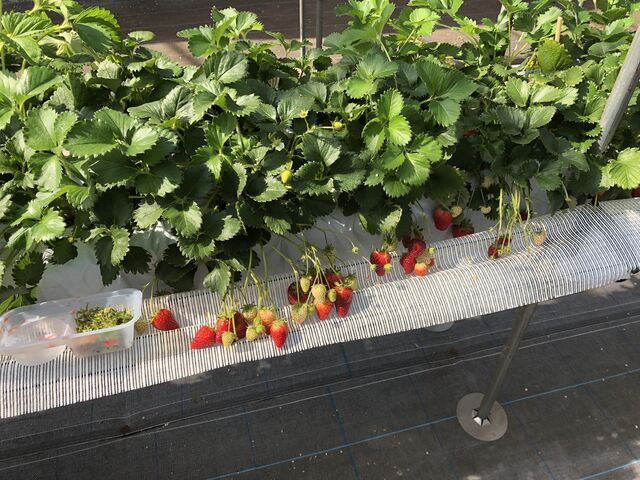 ��R�H�ׂ܂���_Mori's Farm