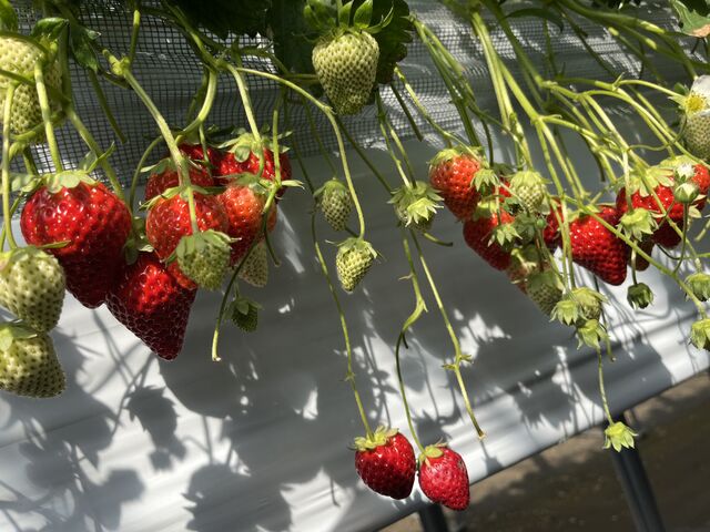 ������䕂���_strawberryfarm �V���C���x���[