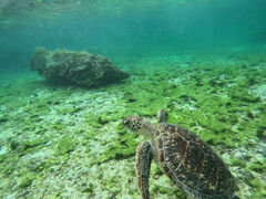 邳̃I[X[Vm[P{Óւ̓eʐ^1