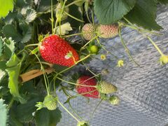 mii02̃Xgx[h}ւ̓eʐ^1