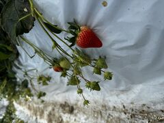 ₳̓V̂ʐ^ ܂邩ւ̓eʐ^1