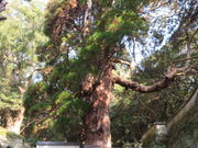 �L������̖����@�̑吙�̓��e�ʐ^2