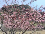 sakky̎lY͒Í̓eʐ^1