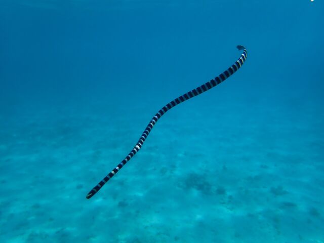 ウミヘビの出現に衝撃!_imtida宮古島