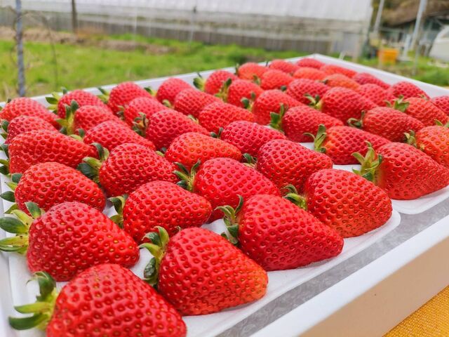 ����̂ӂ邳�Ɣ[�ŕԗ�i�ɂ��Ȃ��Ă���݂����ł��B
�Y��ȃC�`�S�������̂ŎB�����Ⴂ�܂����I_�~�m�~�t�@�[��