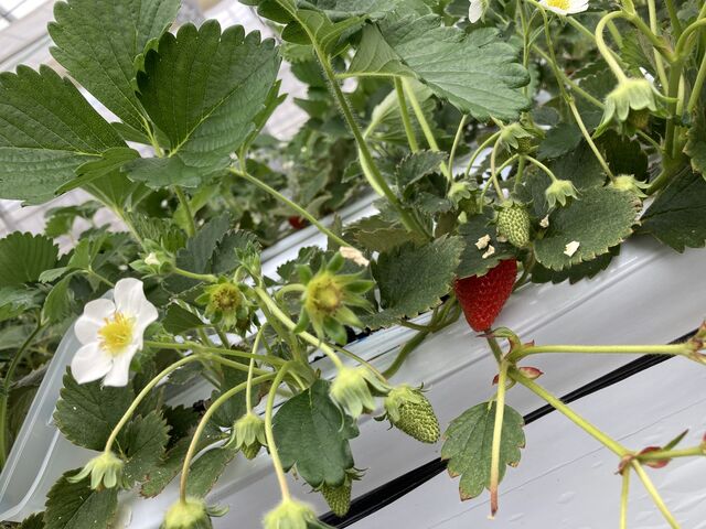 �����ԂƐԂ������������킢���I_�ό��_���X�}�C���t�@�[��