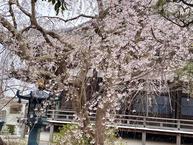 �}������̖������ē����Ă��������܂����B_�l�͎Ԃ��т������q