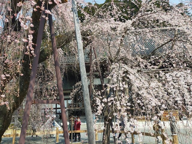 ��C�ɉԊJ�����}�����_�g���R�v�����̃V�_���U�N��