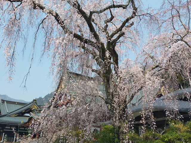 �}����������ł���_�g���R�v�����̃V�_���U�N��