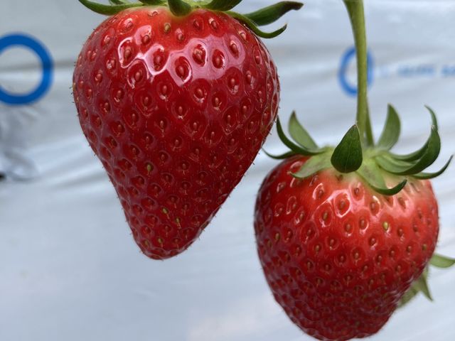 �^���ԂȃC�`�S_Aikawa Strawberry House